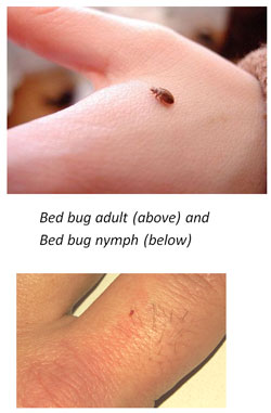 Bed Bugs 1