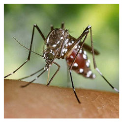 Mosquitoes & Ticks 1