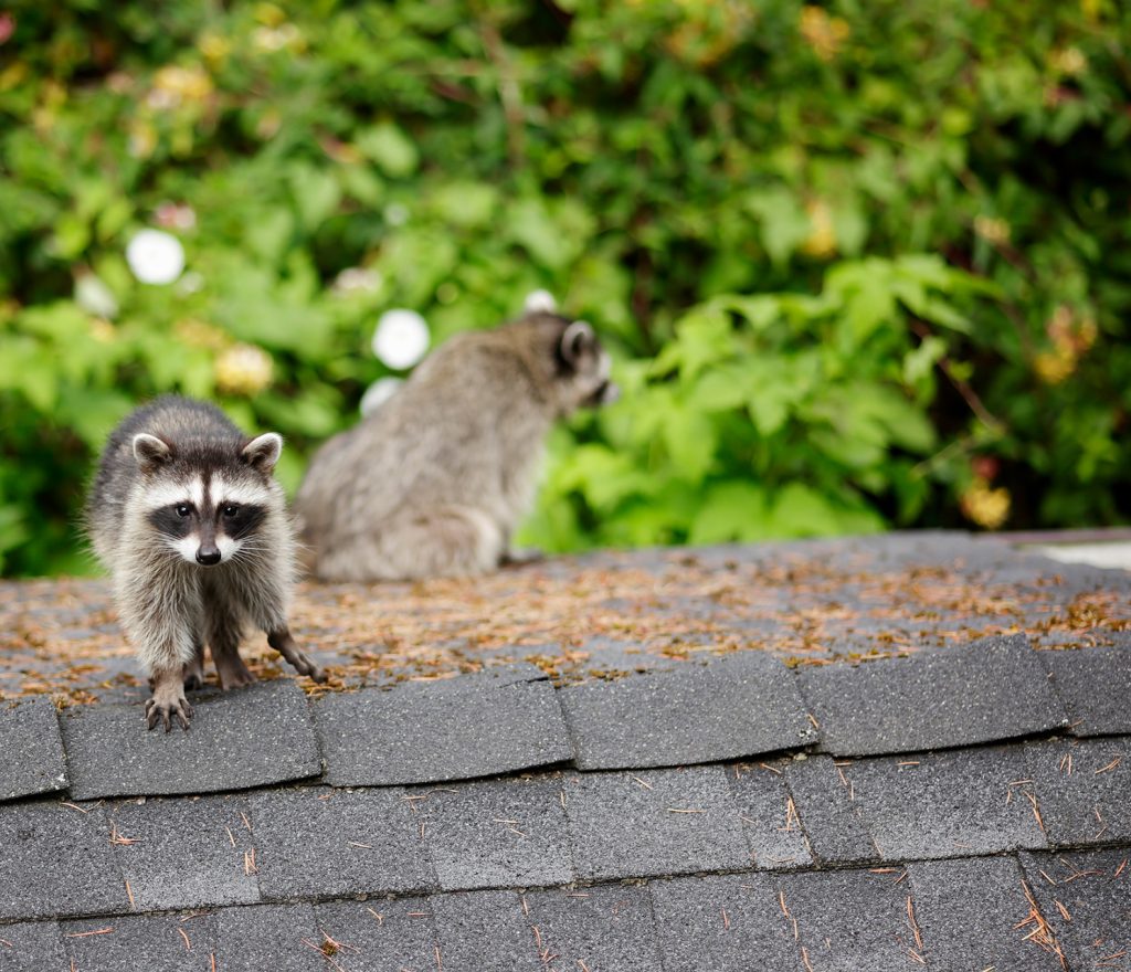 Nuisance Wildlife Control 1